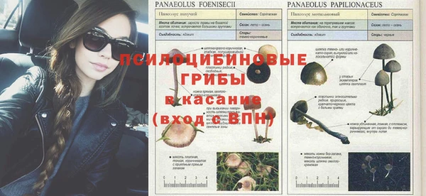 ПСИЛОЦИБИНОВЫЕ ГРИБЫ Баксан